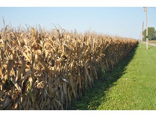 Property photo 5 - 220.9 +/- Acres Offered in 5 Tracts - Farmland Auction